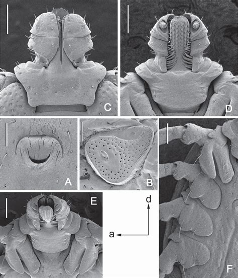 estrada nuda|The Argasidae, Ixodidae and Nuttalliellidae (Acari: Ixodida) of the .